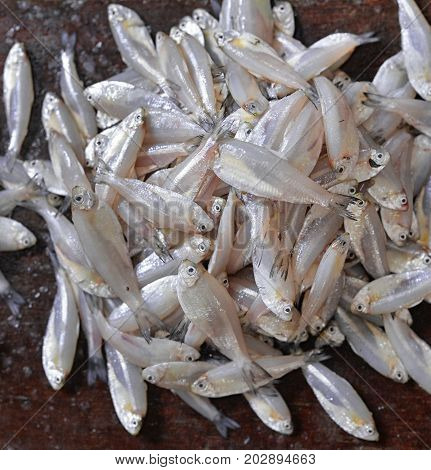 close up view of fresh fish selling on market