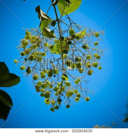Teak foliage and fruits on teak tree