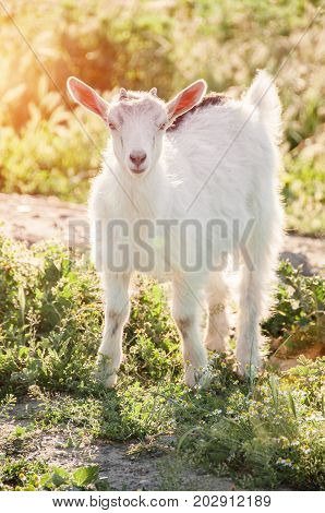 Curious goat grazing on a green grassy lawn. Farm Animal. The goat is looking at the camera. Domestic goat. Free range farm.