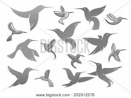 Colibri or humming bird icons. Vector isolated set of flying birds with spread flittering wings. Swallow, parrot or dove bird symbol of freedom and peace or interior decor design