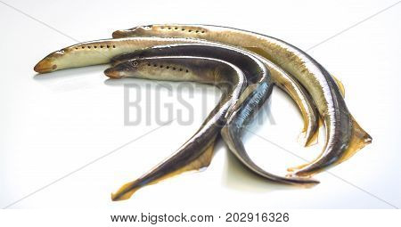 River lamprey - isolated on a white background