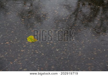 Yellow leaf lies in a puddle. Autum. Rain