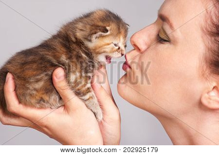 Cute little kitten on the femalehands over grey background close-up