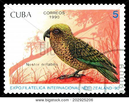 STAVROPOL RUSSIA - August 25 2017: A stamp printed by Cuba shows bird Nestor notabilis large brownish-green New Zealand parrot circa 1990