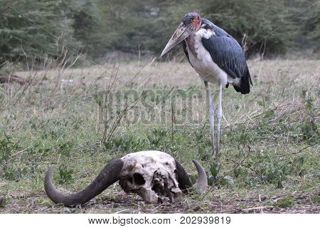 marabou stork that stands near the skull of a Kaffir buffalo in a forest glade in the Serengeti Park