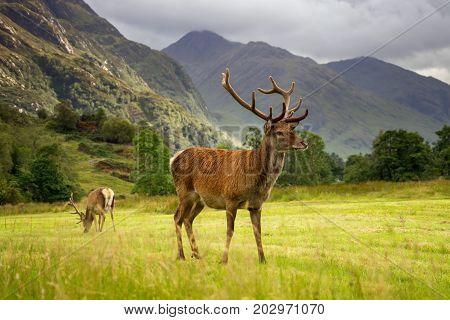 Two scottish Red Deers on green meadow with mountains in background Glenfinnan Scotland