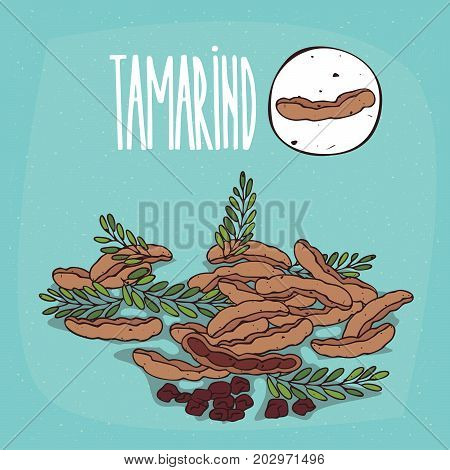 Set of isolated plant Tamarind fruits herb with leaves seeds Simple round icon of Tamarindus indica on white background Lettering inscription Tamarind