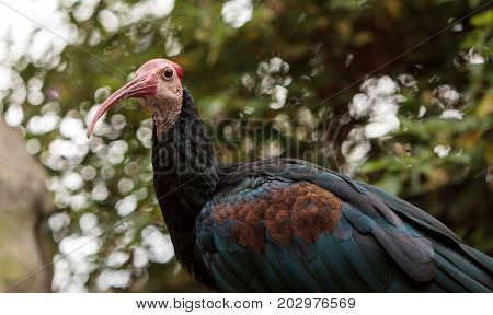 Southern Bald Ibis Known As Geronticus Calvus