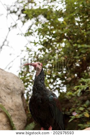 Southern Bald Ibis Known As Geronticus Calvus