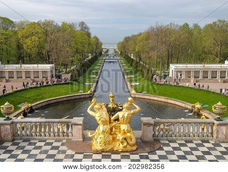 SAINT PETERSBURG RUSSIA - MAY 23 2017: Scenic view of the Grand Cascade The Peterhof Palace and Gardens complex is recognized as a UNESCO World Heritage Site