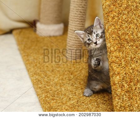 Cute little kitten hiding. Pets. Hypoallergenic breed of cats