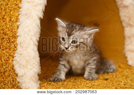 The cute little kitty has just woken up. Pets. Hypoallergenic breed of cats
