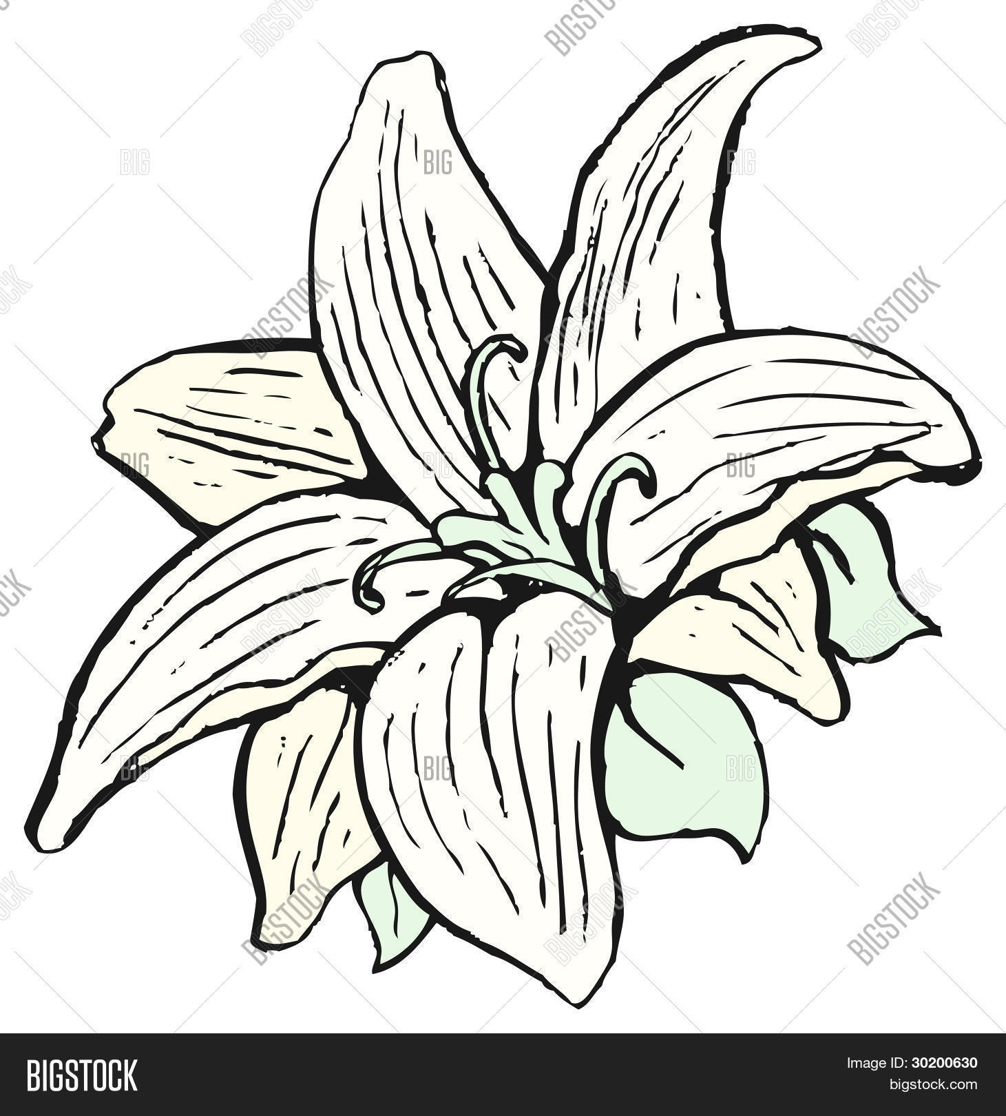 Cartoon Lily Flower Image & Photo (Free Trial) Bigstock