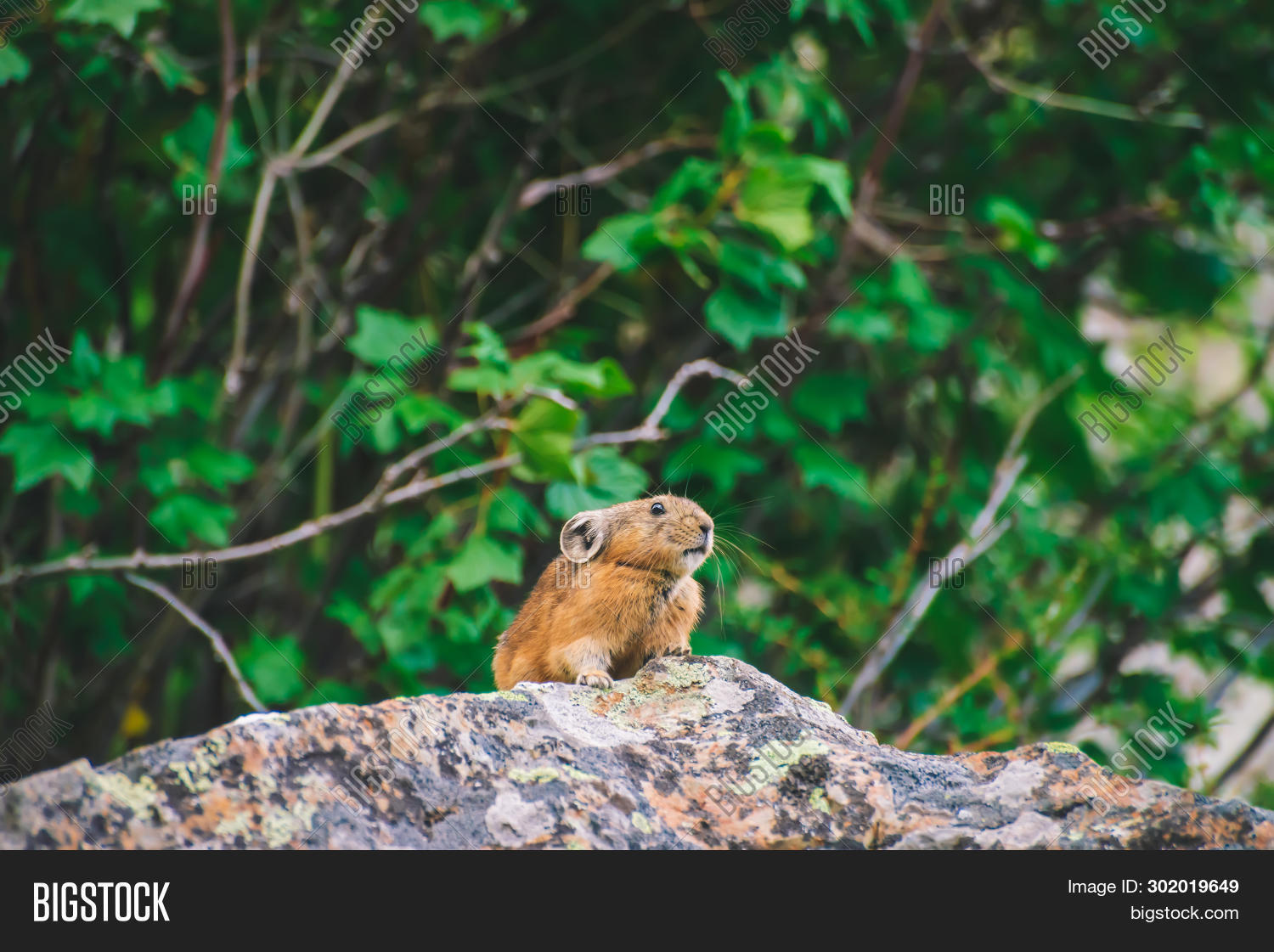 Pika Rodent On Cliff Image & Photo (Free Trial) | Bigstock