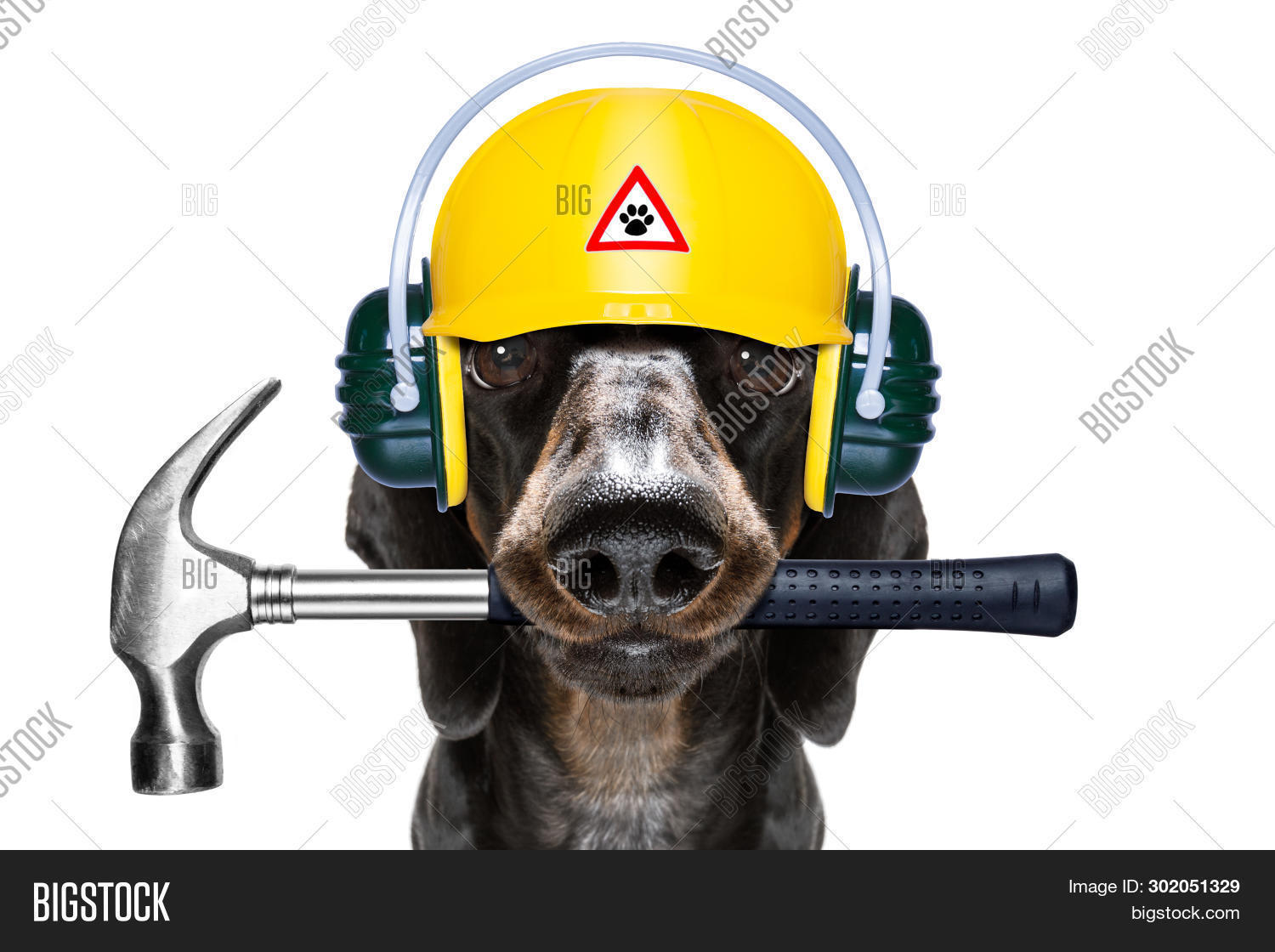 собака с молотком. бульдог в каске. собака с молотком. пес с молотком. щенок строитель.