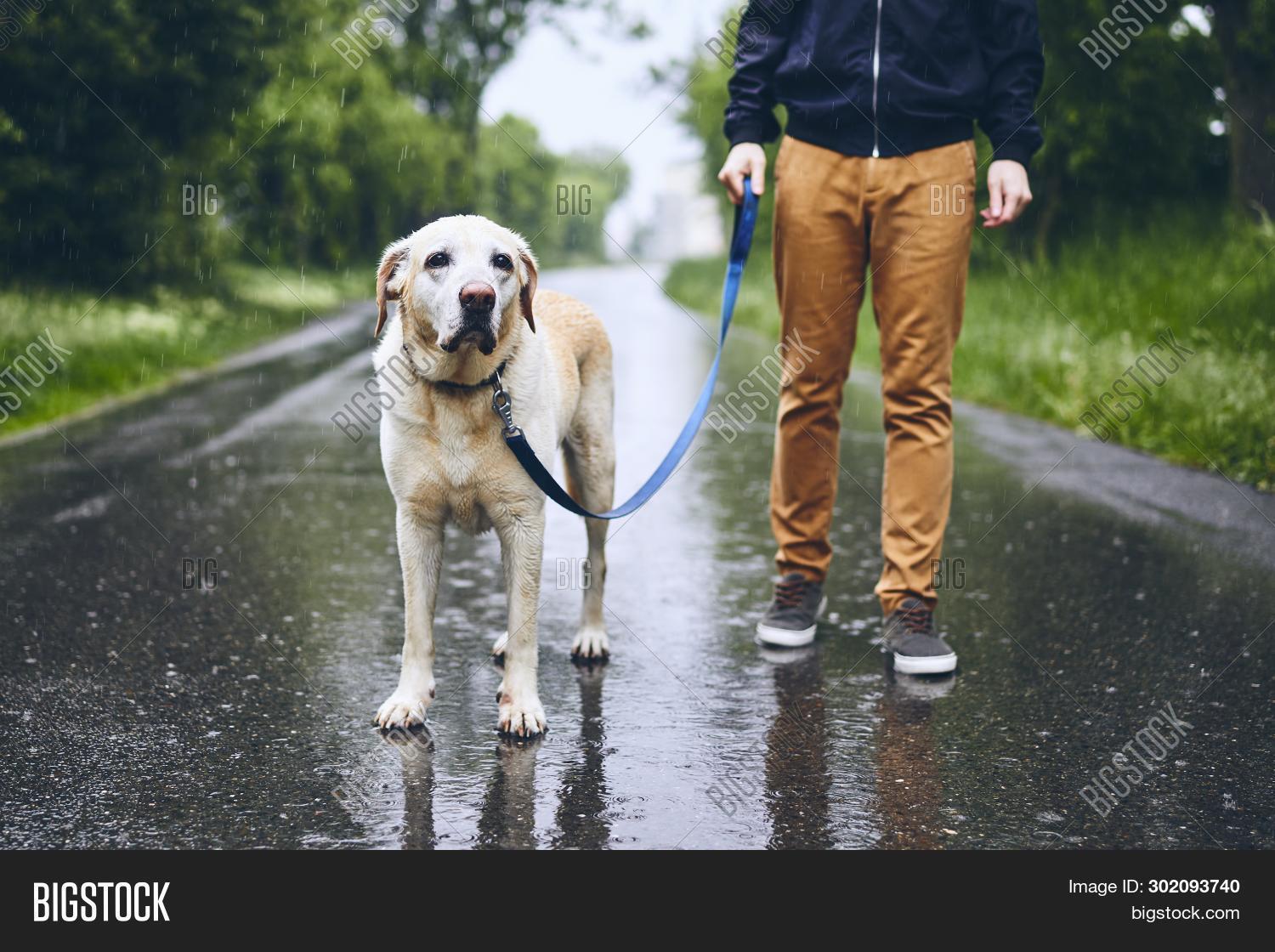 labrador leash