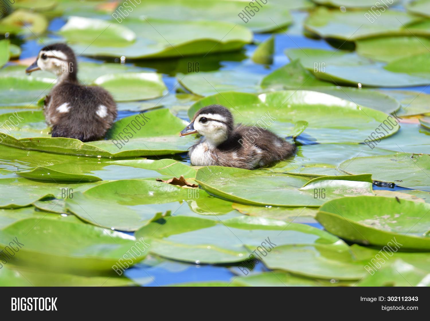 Wood Duck Chicks Take Image & Photo (Free Trial) Bigstock