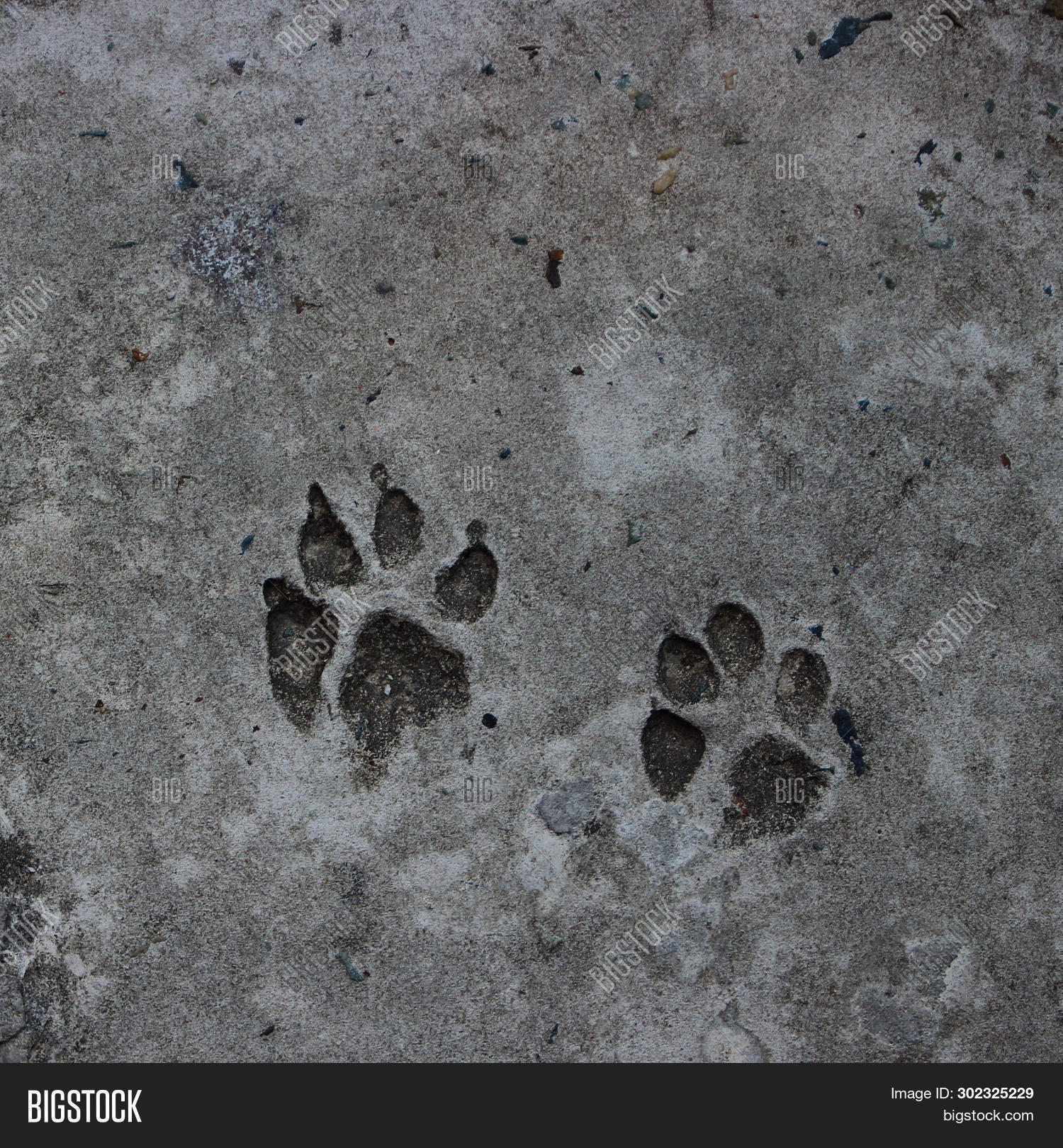Two Footprint Dog On Image Photo Free Trial Bigstock two-footprint-dog-on-image-photo-free-trial-bigstock