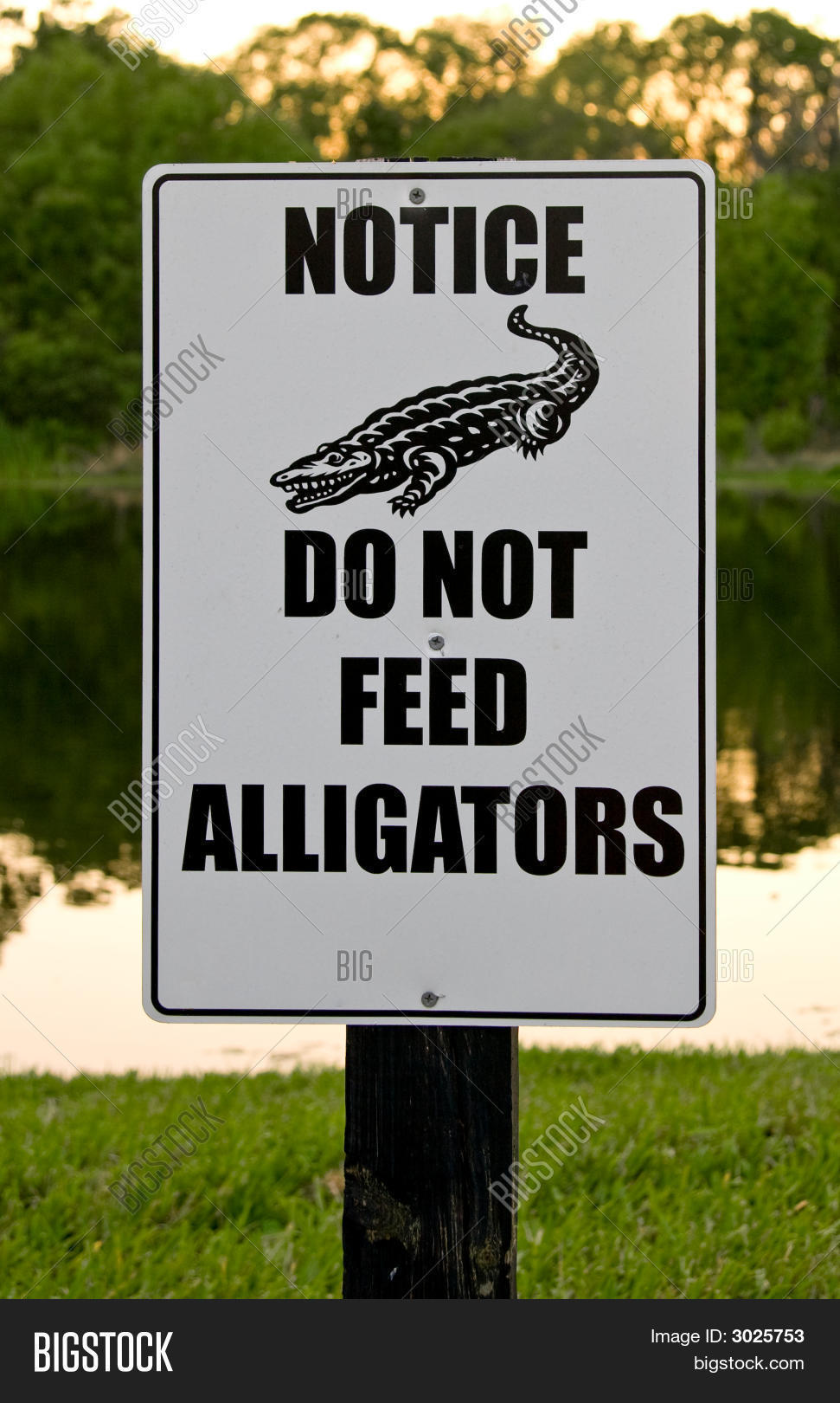 Do Not Feed Alligators Image & Photo (Free Trial) Bigstock