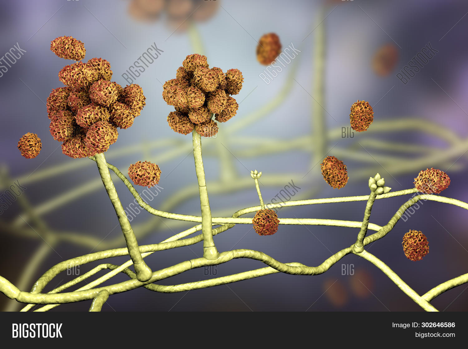 Stachybotrys Chartarum Image & Photo (Free Trial) | Bigstock