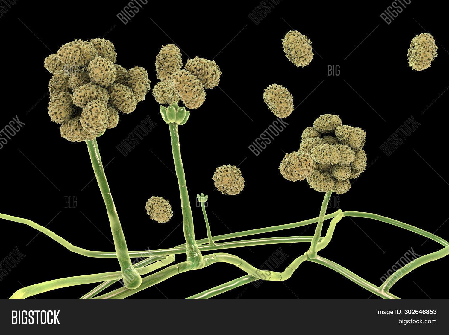 Stachybotrys Chartarum Image & Photo (Free Trial) | Bigstock