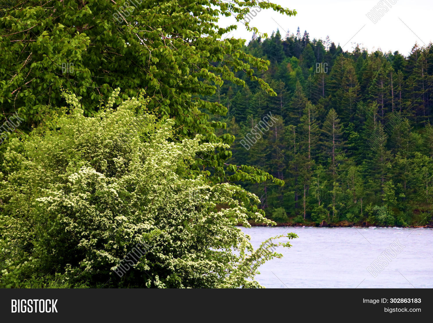 Pine Trees Deciduous Image & Photo (Free Trial) Bigstock