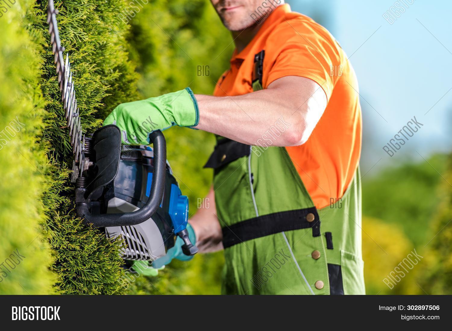 Hedge Trimmer Garden Image & Photo (Free Trial) Bigstock