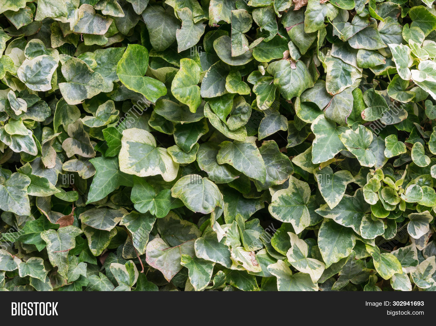 Background Different Image & Photo (Free Trial) | Bigstock