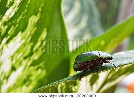 Cryptocephalus