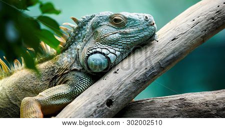 Close Up Of Beautiful Green Iguana On Branch
