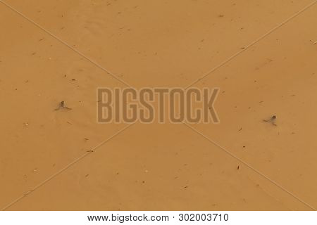 Amphibian Behavior In Brown Water Puddle Background.