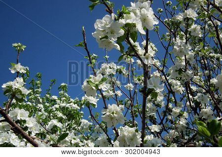 Spring Floral Landscape In Retro Colors. Spring Flowers
Blooming In The Spring Of Apple Trees Agains