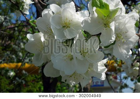 Spring Floral Landscape.. The Bud Of A Blossoming Spring Tree.
White Flowers Of Spring Apple Tree In