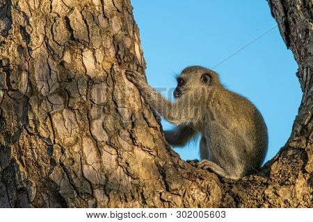A Vervet Monkey Crounched In The Fork Of A Tree Trunk.