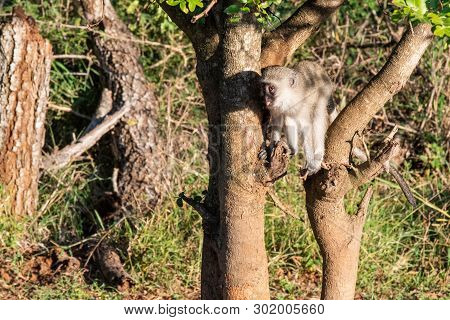 A Vervet Monkey In A Tree With Its Tongue Sticking Out.