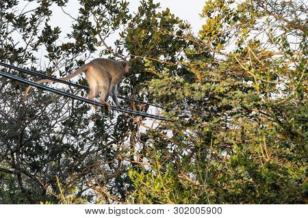 A Vervet Monkey Walking Along Power Cables.