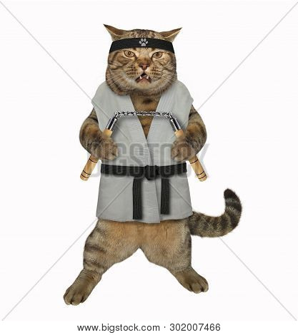 The Cat Karate Fighter In A Kimono With A Black Belt And Headband Is Making Exercise With Nunchuck. 