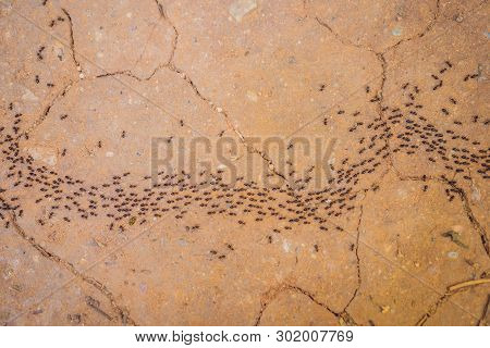 Background, Ants Running, Ants Cord, Many Ants Fast On Dirt Road