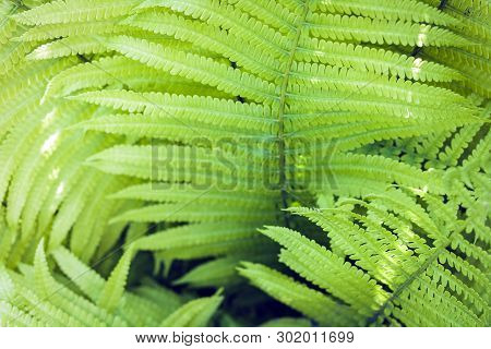 Fern (polypodiophyta) With Green Leaves Texture Background, Plants In A Garden