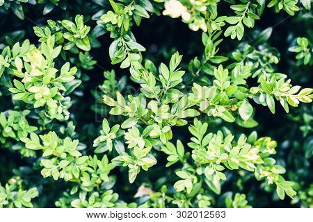 Boxwood (buxaceae), With Leaves Texture Background, Plants In A Garden