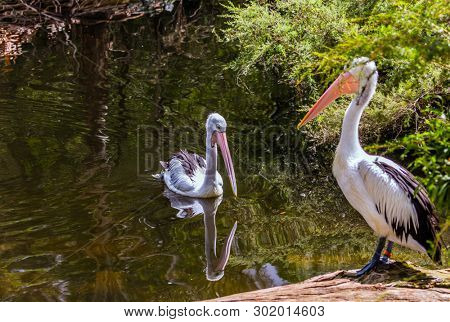 Australian park. Two large waterfowl Australian pelicans with a pink beak swim in a shallow pond. Pelicans are looking for fresh fish. Ecotourism concept