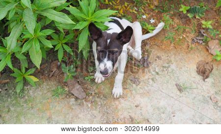 Homeless Dog, Portrait Of Puppy Relaxing On The Sand Beach, Laying, In Thailand, Space For Text In T
