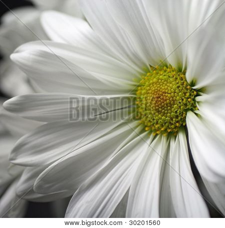 Witte margriet close-up