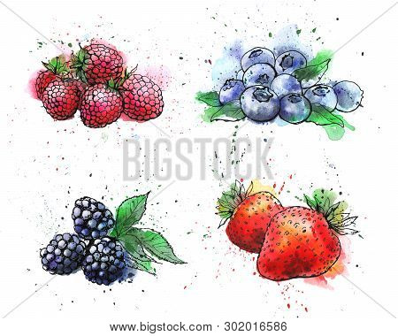 Hand Drawn Watercolor Berries  On White Background
