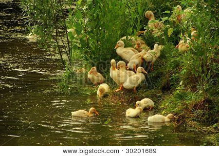 Ducs