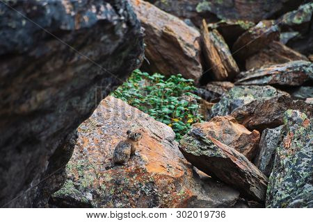 Pika Rodent On Stones In Highlands. Small Curious Animal On Colorful Rocky Hill. Little Fluffy Cute 