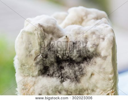 Growth Of Aspergillosis Aspergillus Flavus On Bread Surface, Macro