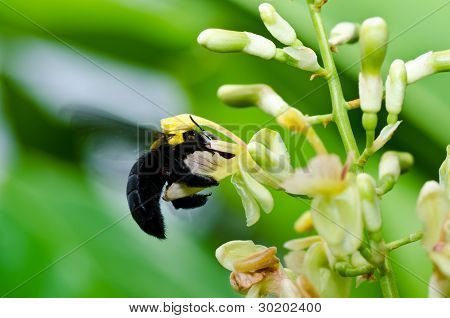 Carpenter Bee In de natuur
