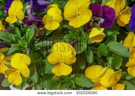 Summer Flower Arrangement Of Pansies In A Pot.