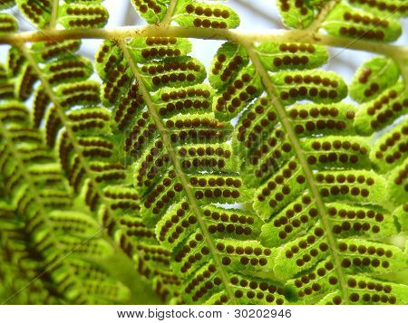 Fern en sporen